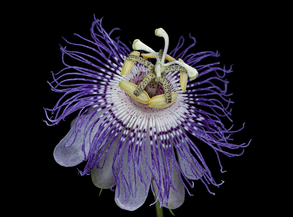 purple and white flower with black background