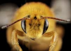 yellow and black bee on yellow flower