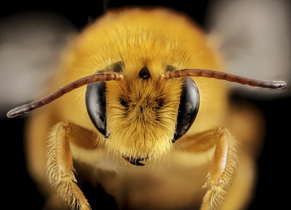 yellow and black bee on yellow flower