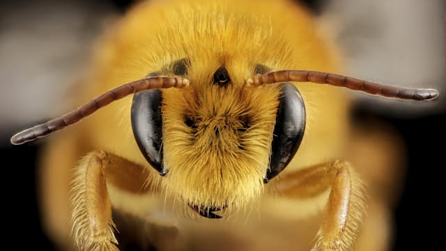 Bee