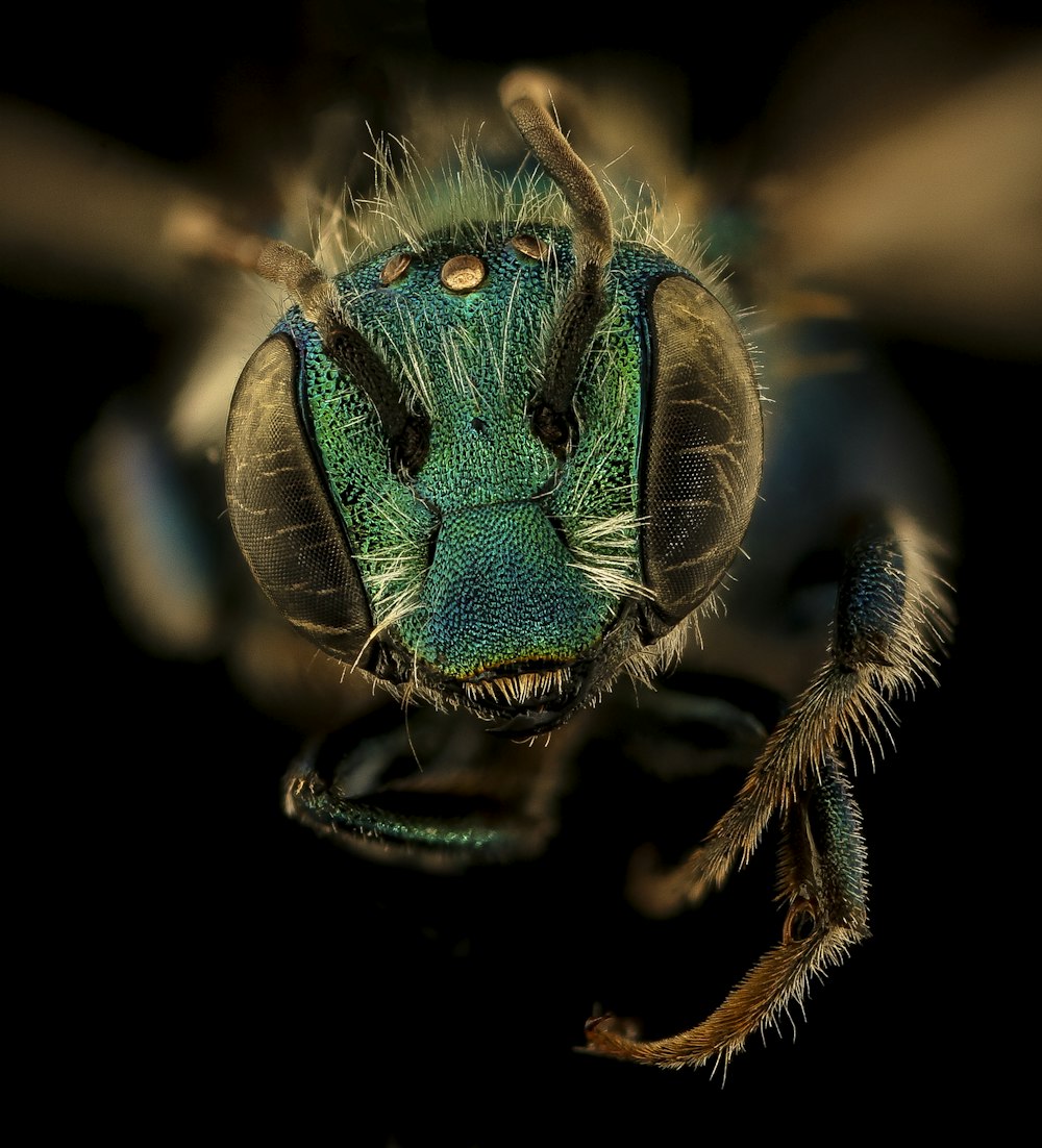 blue and brown insect in macro photography