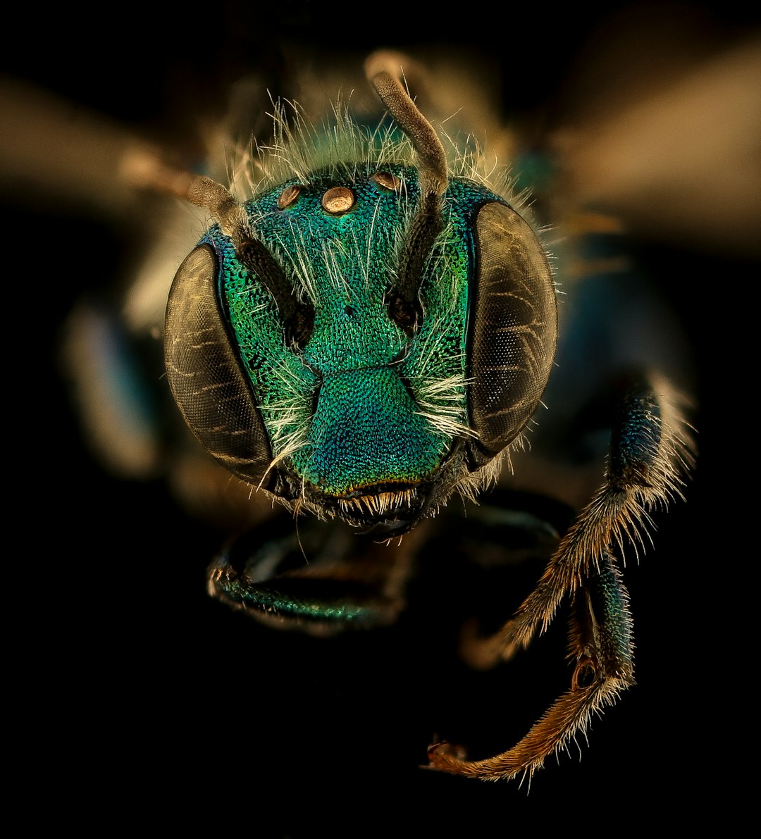 blue and brown insect in macro photography