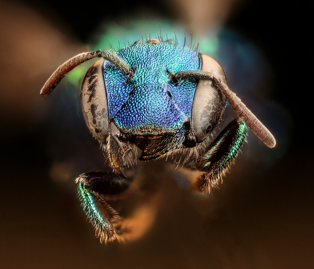 blue and brown insect in macro photography