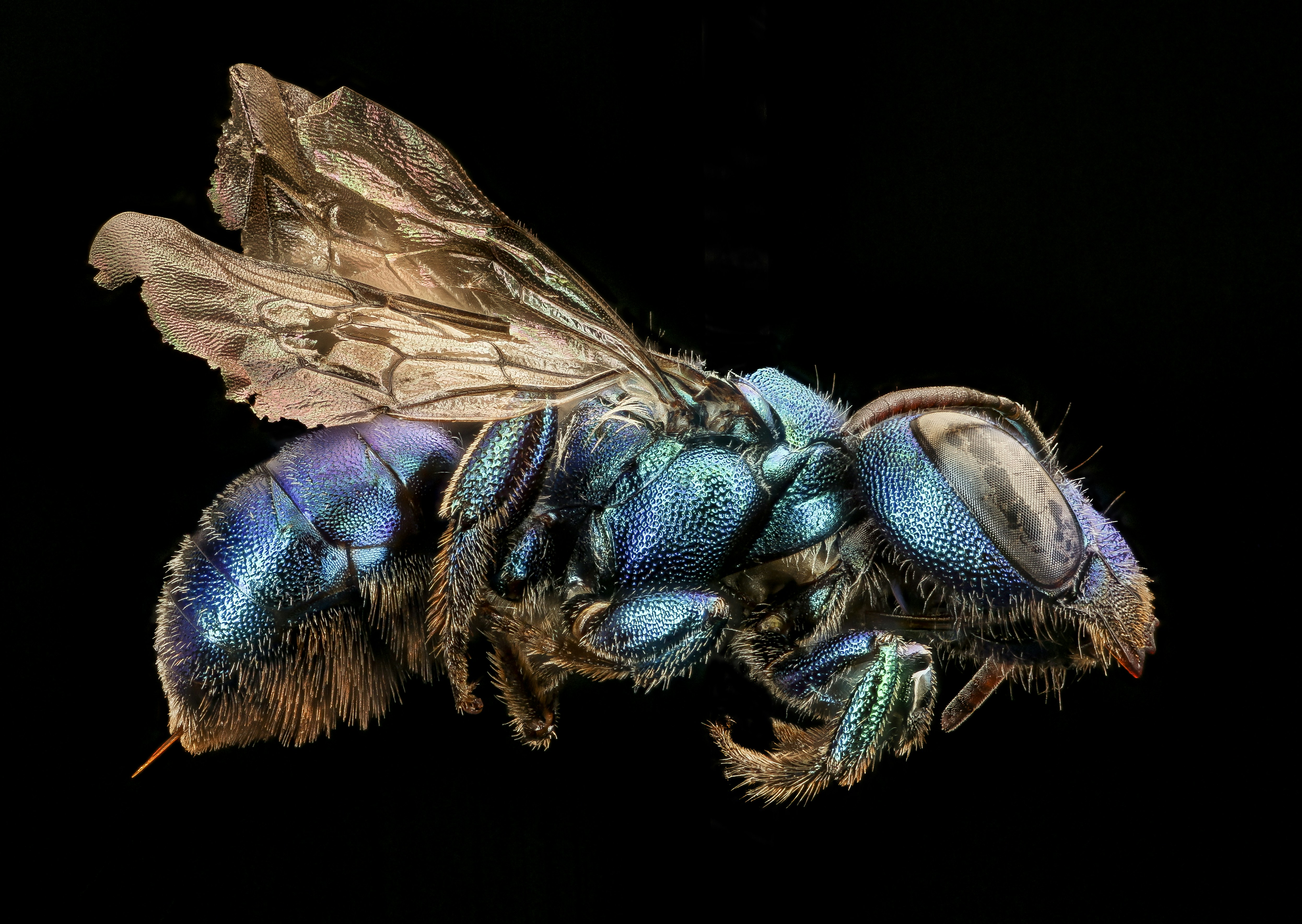 brown and blue insect in close up photography