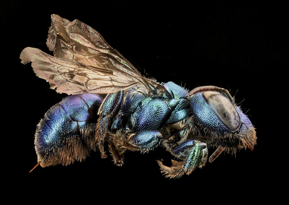 brown and blue insect in close up photography