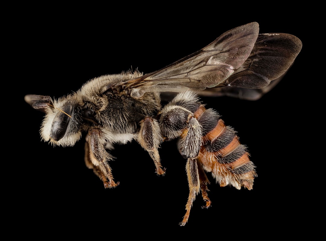 black and yellow bee on black background