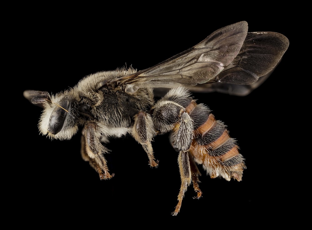 black and yellow bee on black background