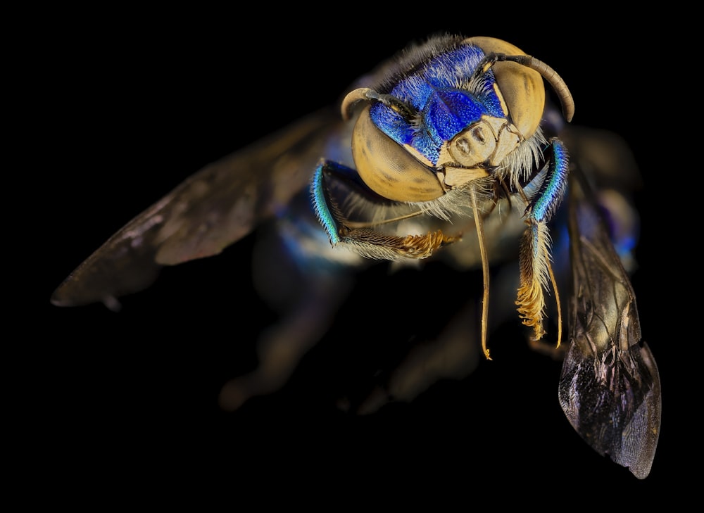 brown and blue bee in close up photography