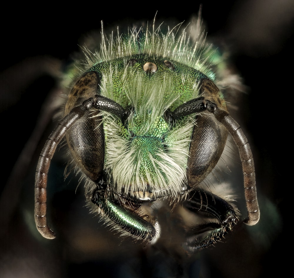 macro photography of green and brown insect