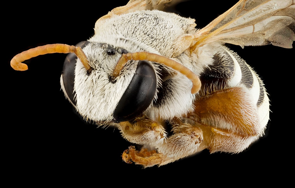 brown and black bee on white flower