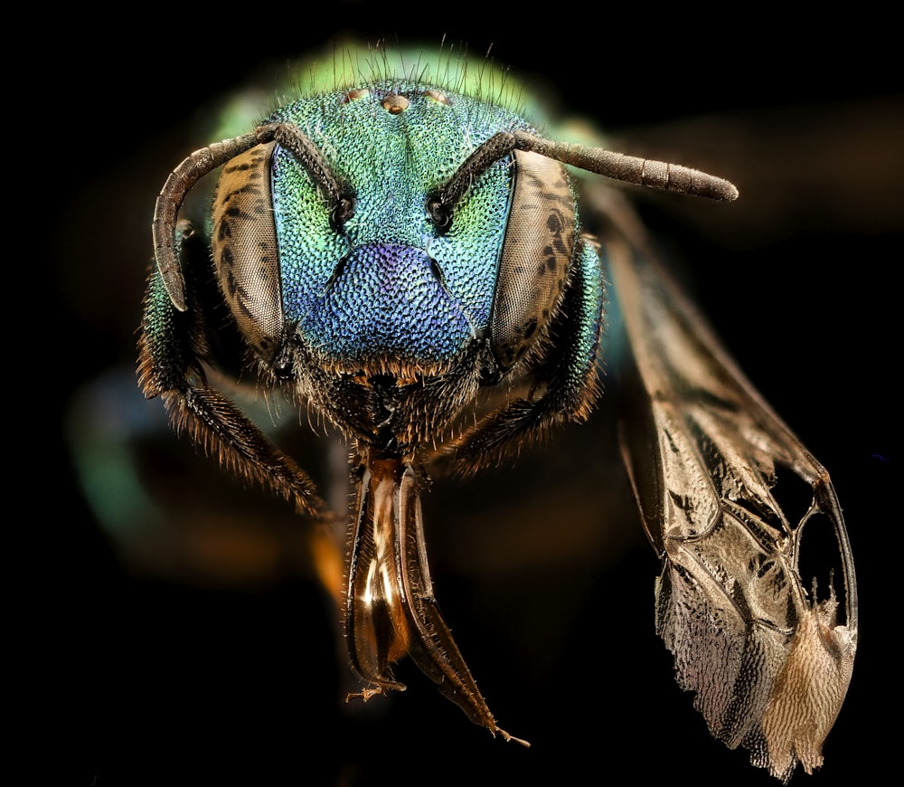 blue and brown insect in macro photography