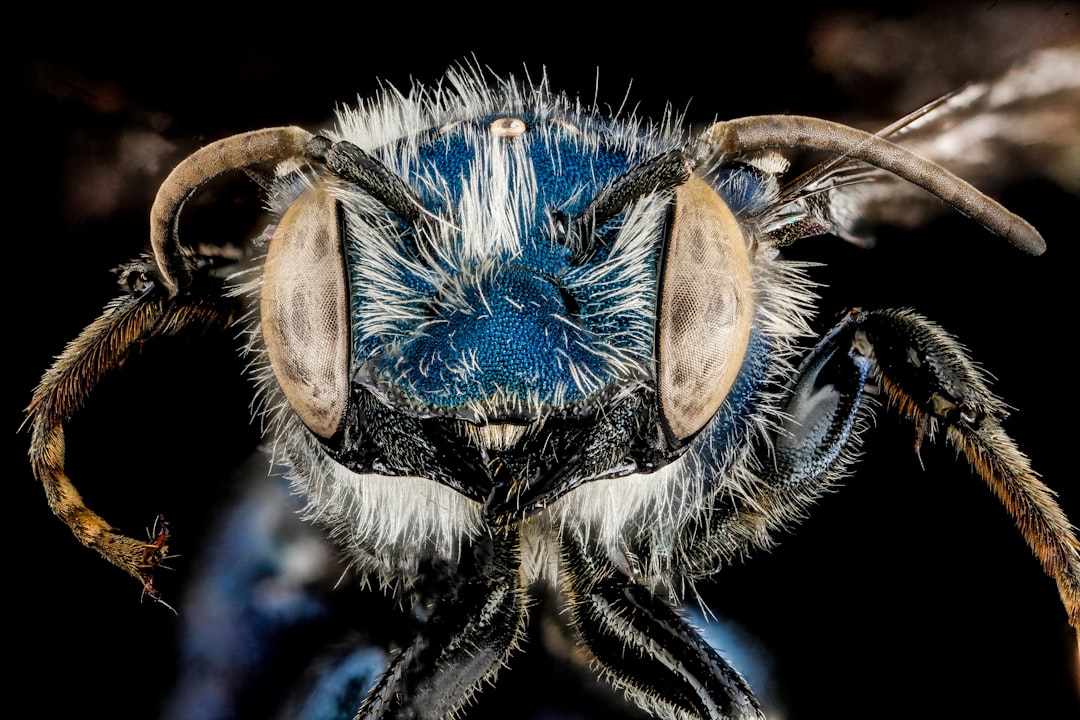 blue and brown moth in macro photography