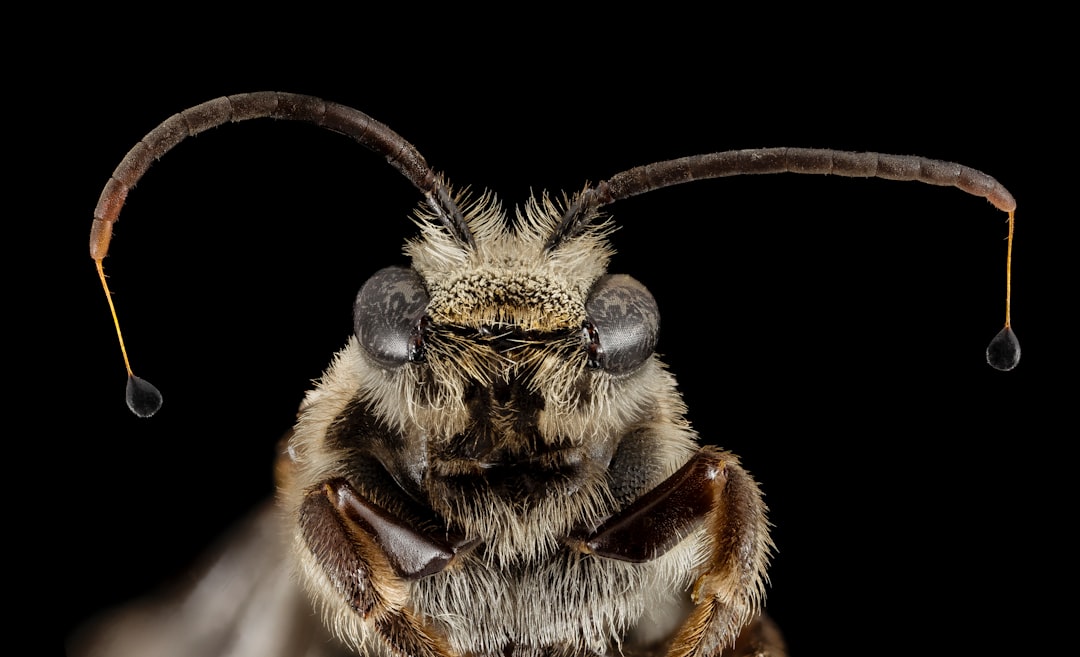 brown and black bee in close up photography