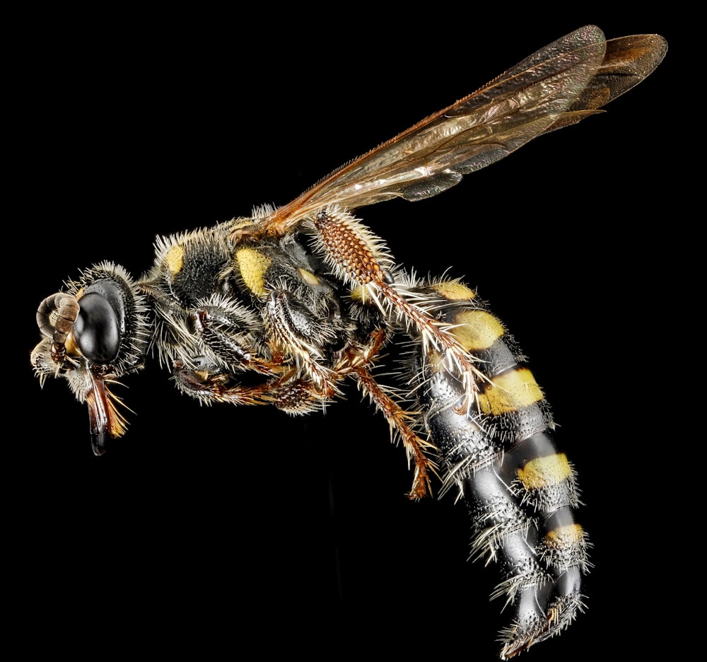 yellow and black insect in close up photography