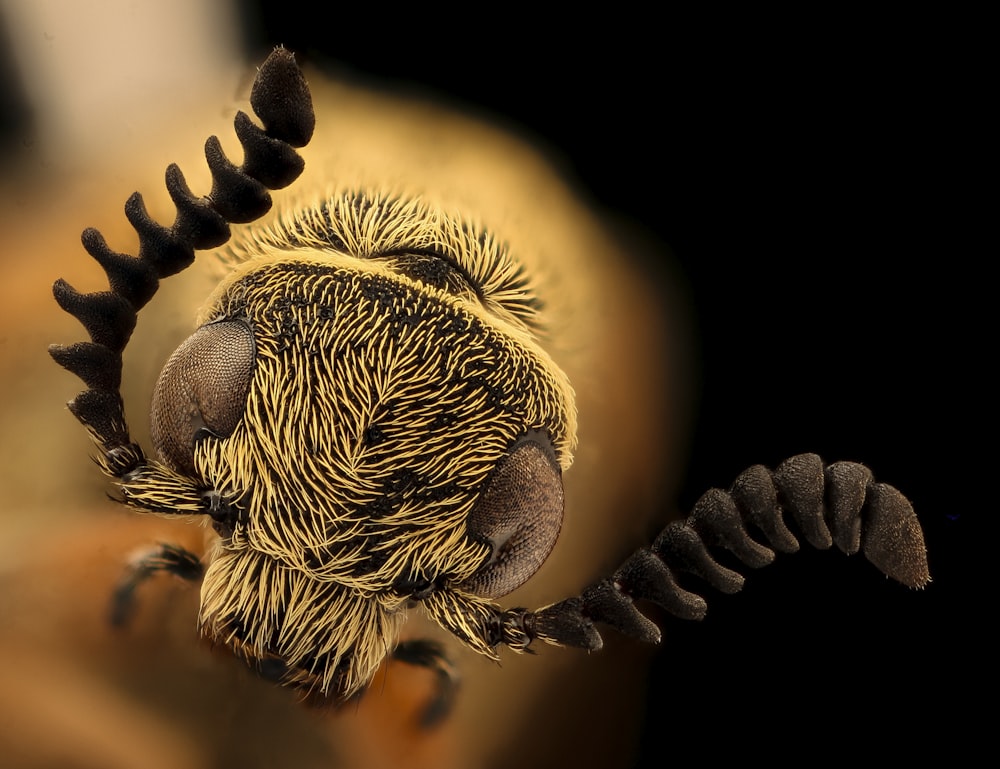 yellow and black caterpillar on brown stem