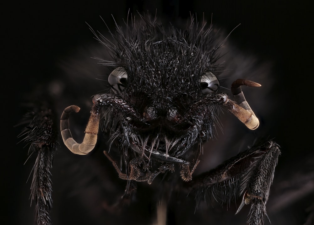 black and brown spider in close up photography