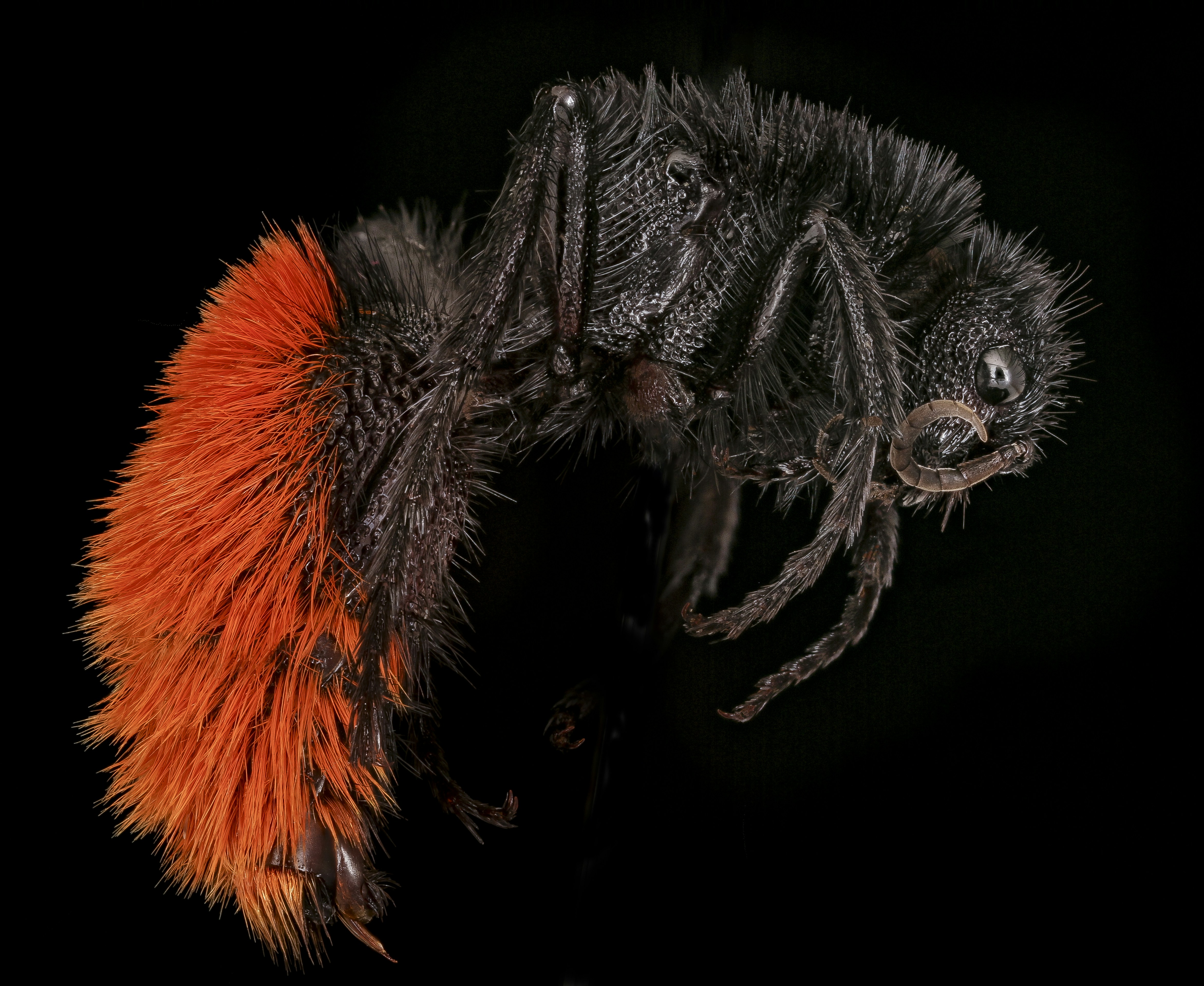 Hormiga Png Pictures | Download Free Images on Unsplash