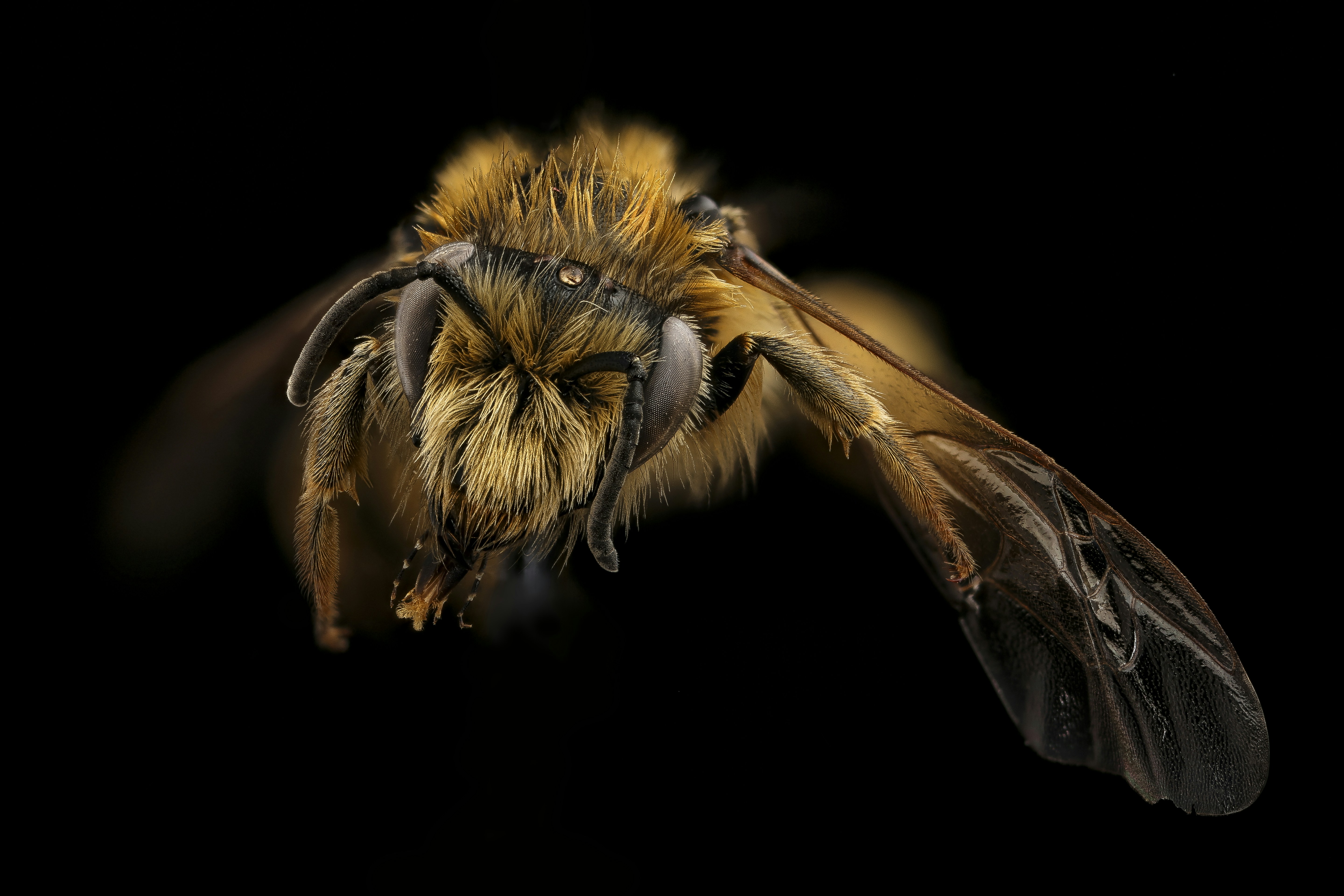 클로즈업 사진의 갈색과 검은 꿀벌