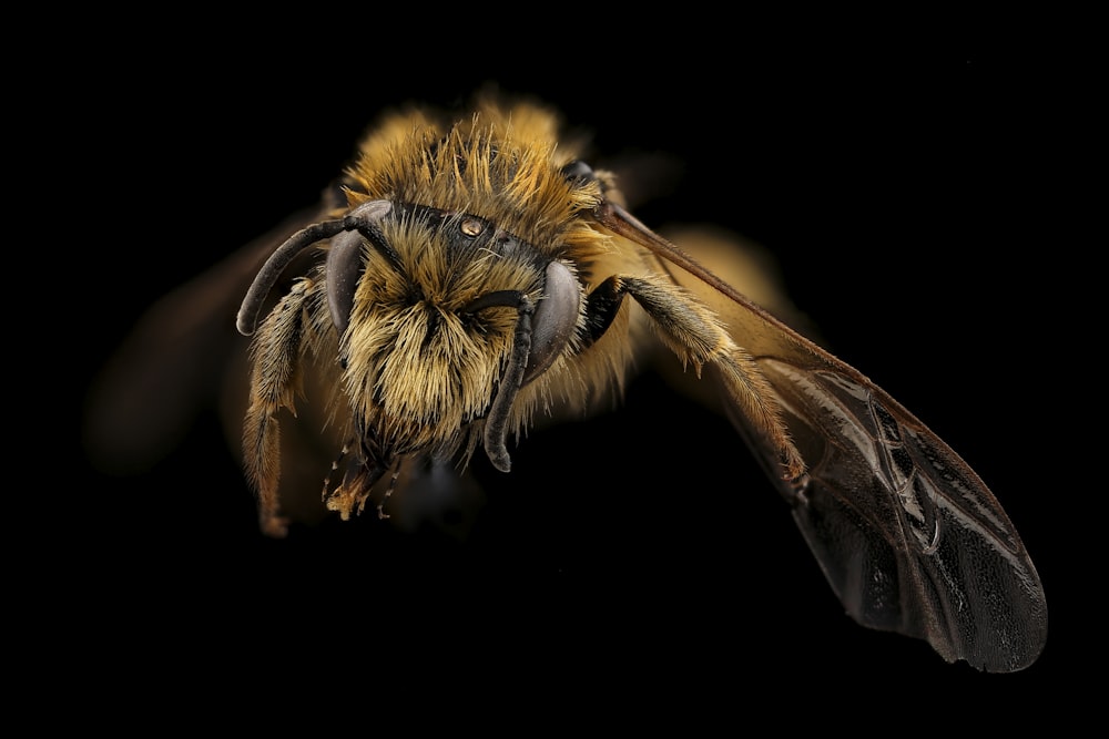 brown and black bee in close up photography