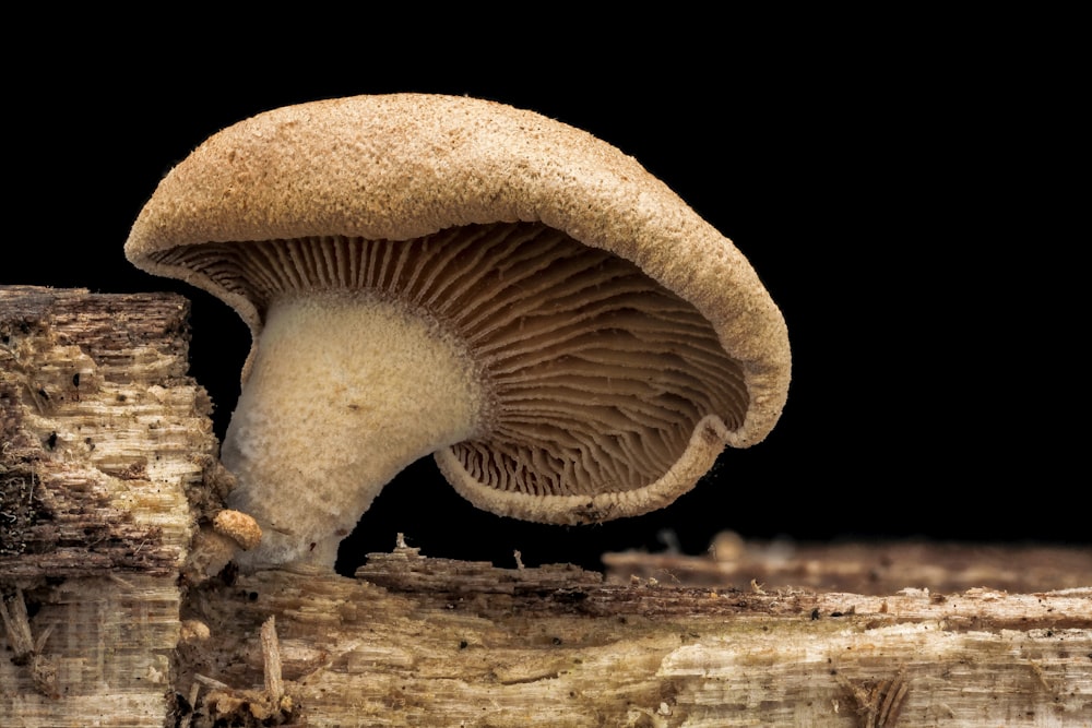 champignon brun sur bûche de bois brune