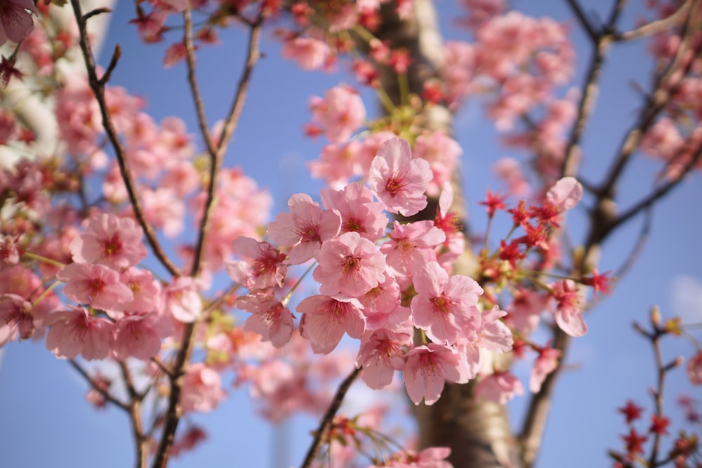 pink cherry blossom in close up photography