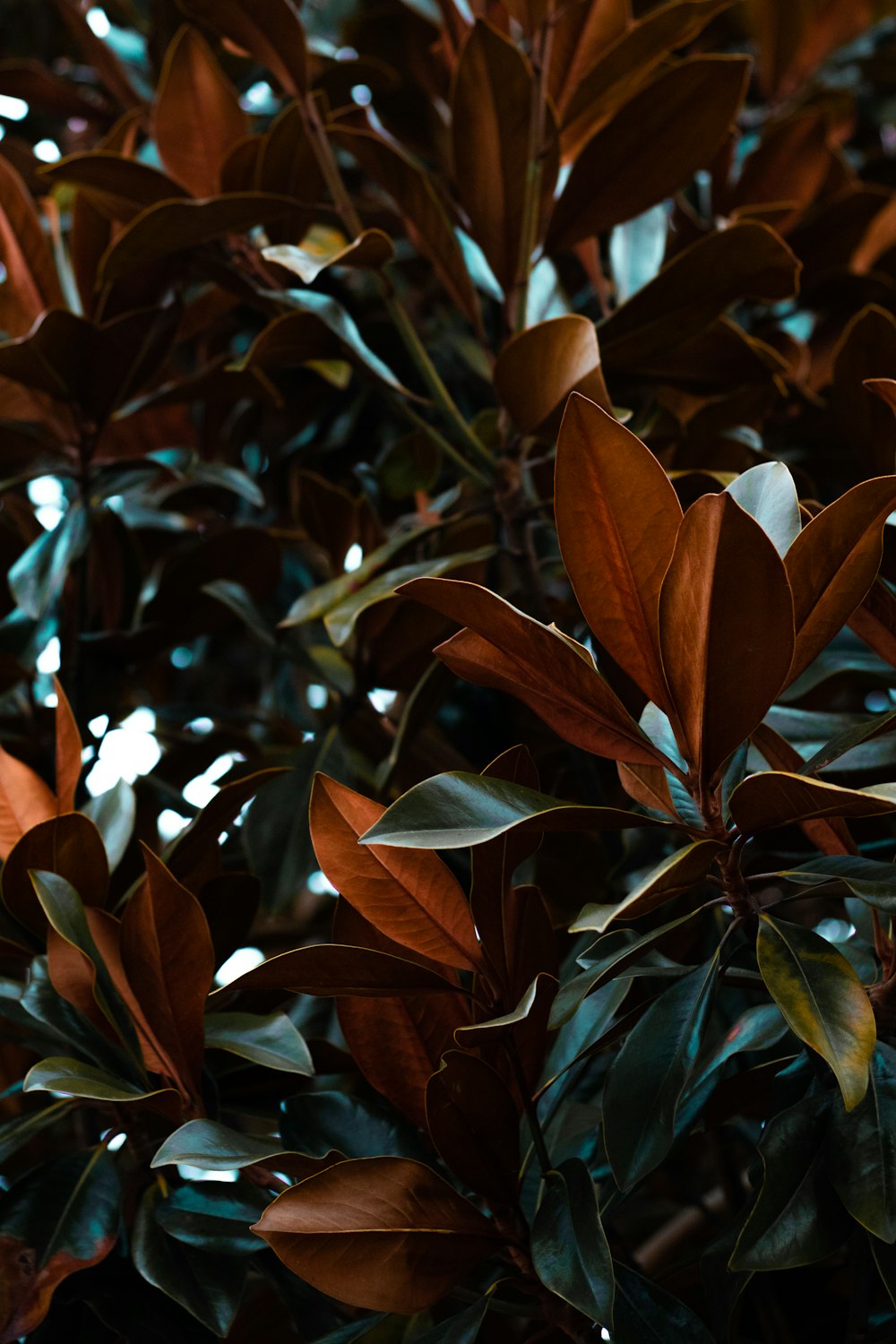 green and brown leaves plant