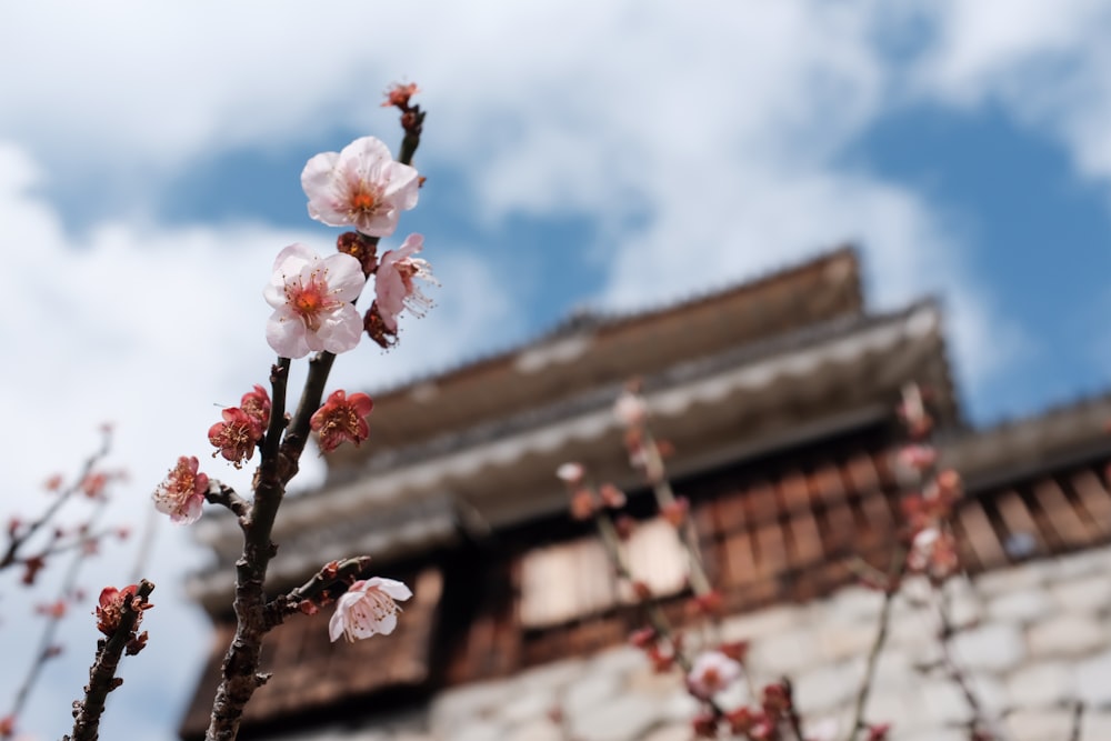 white and pink flower in tilt shift lens