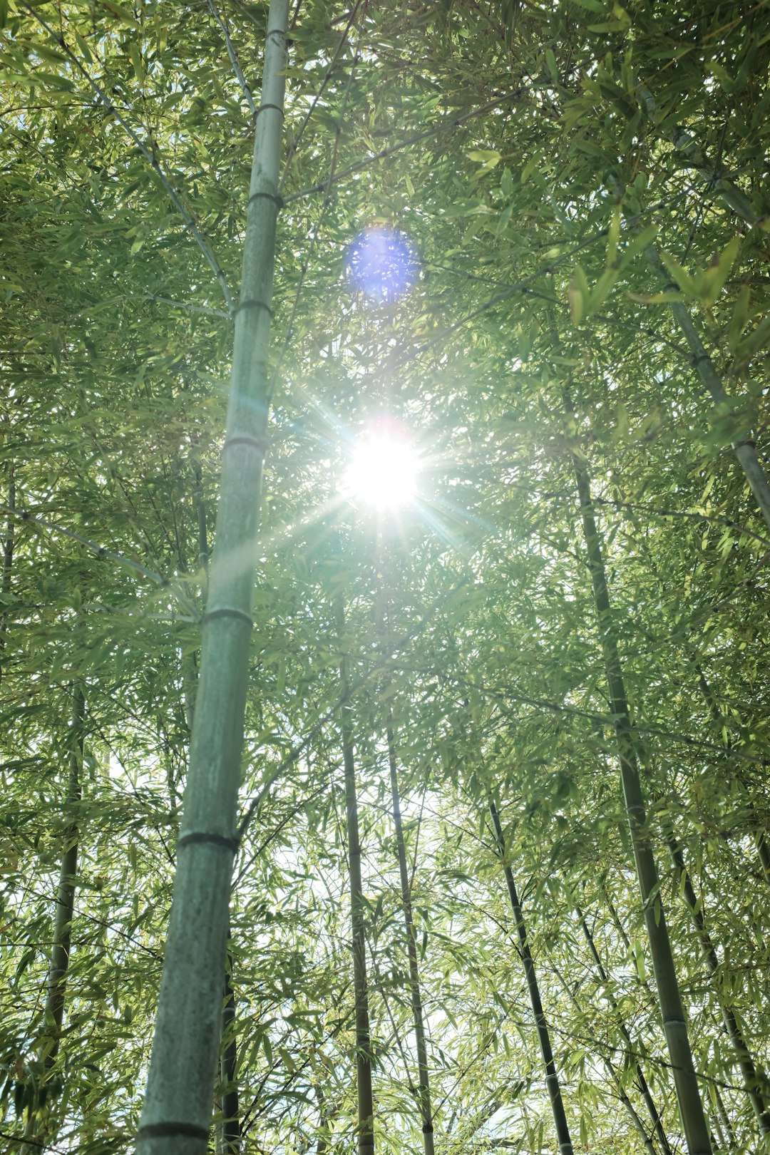 green trees under sunny sky