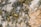 A close-up view of a textured mineral surface featuring a mixture of gold, white, and greyish-blue crystalline structures. The gold elements shimmer amidst the rough, irregular patterns of the surrounding minerals.