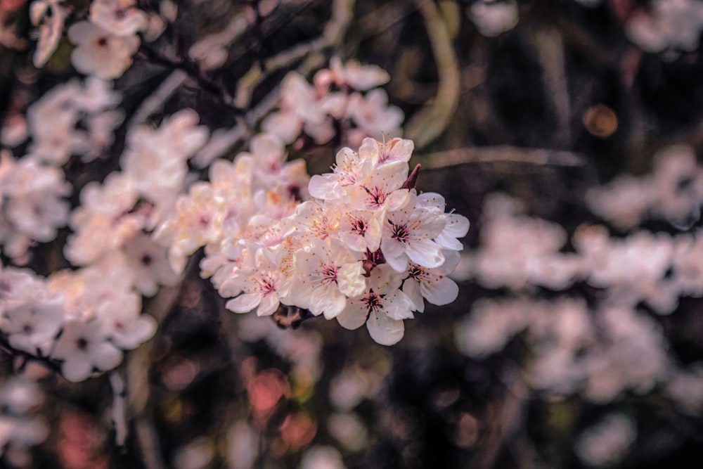 white and pink flower in tilt shift lens