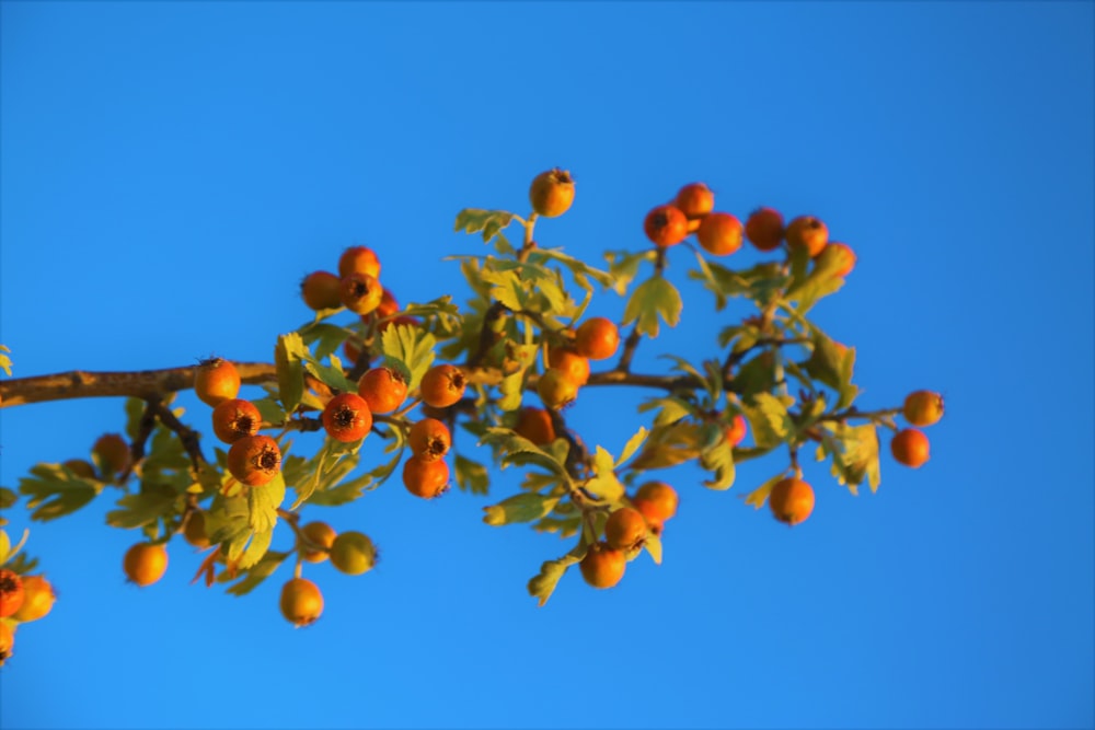 yellow and red round fruits under blue sky during daytime