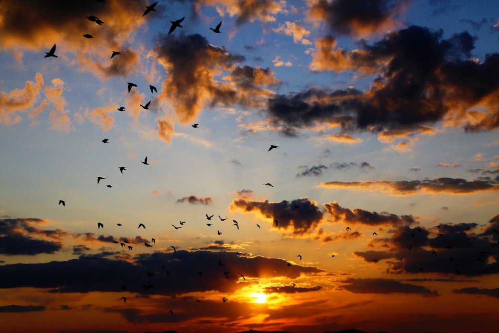 silhouette of birds flying during sunset