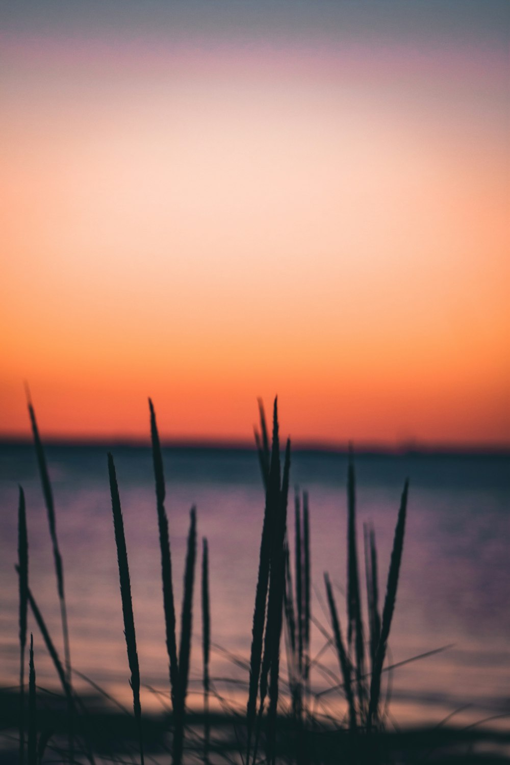 green grass near body of water during sunset