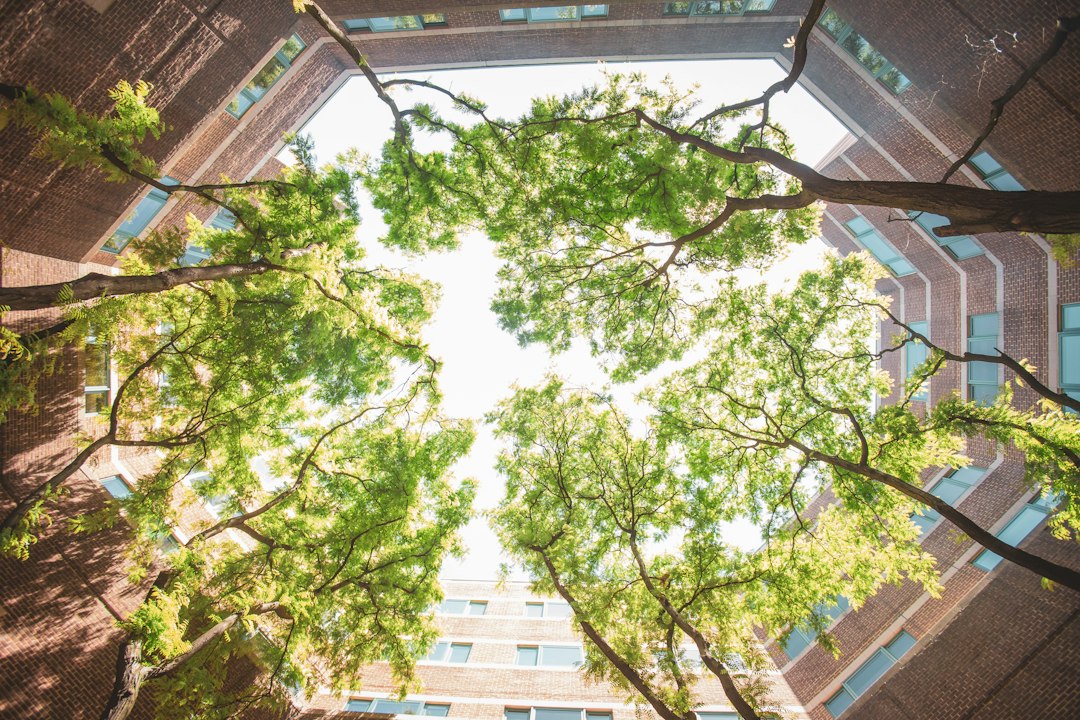 green tree near white concrete building during daytime