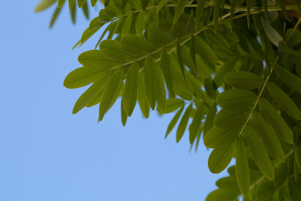 a close up of a leafy tree against a blue sky