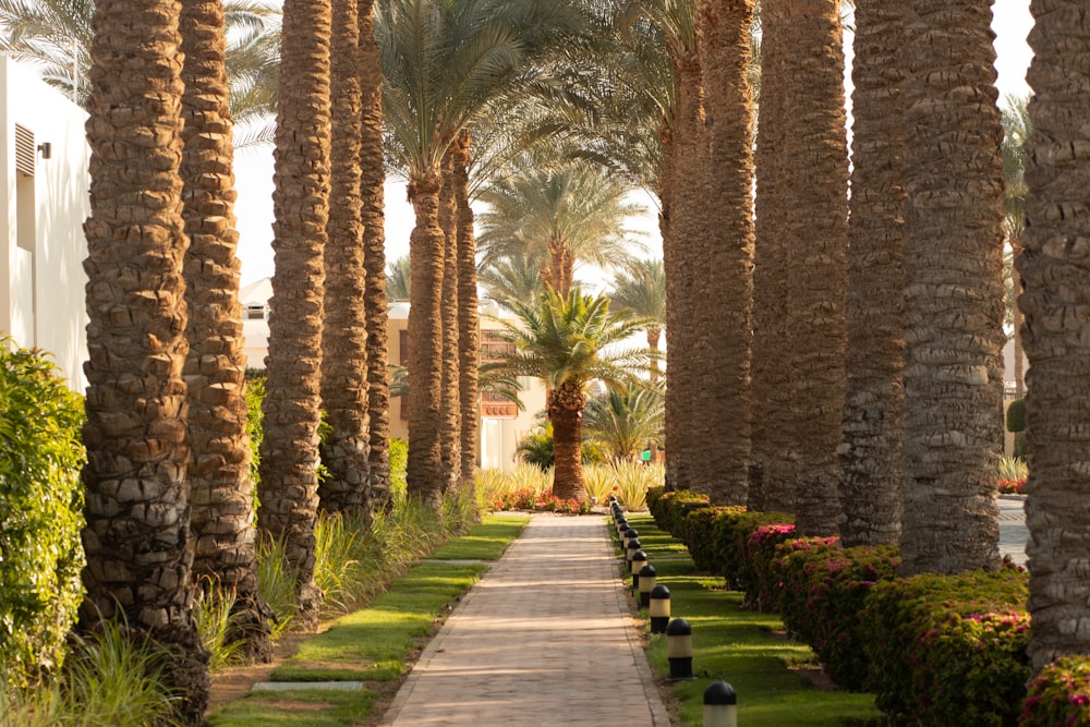 a pathway lined with palm trees and flowers