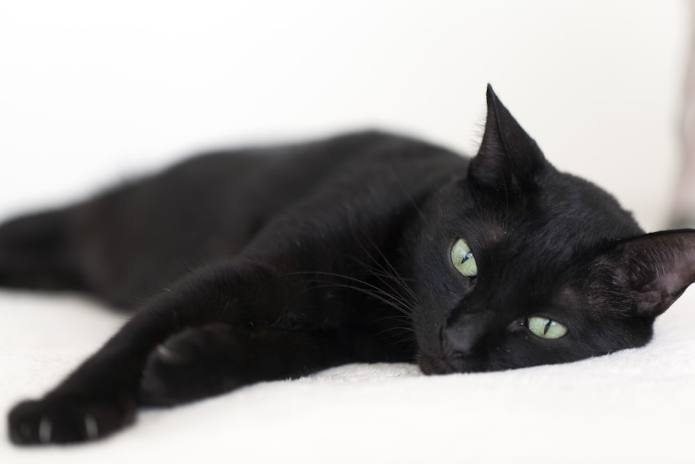 black cat lying on white textile