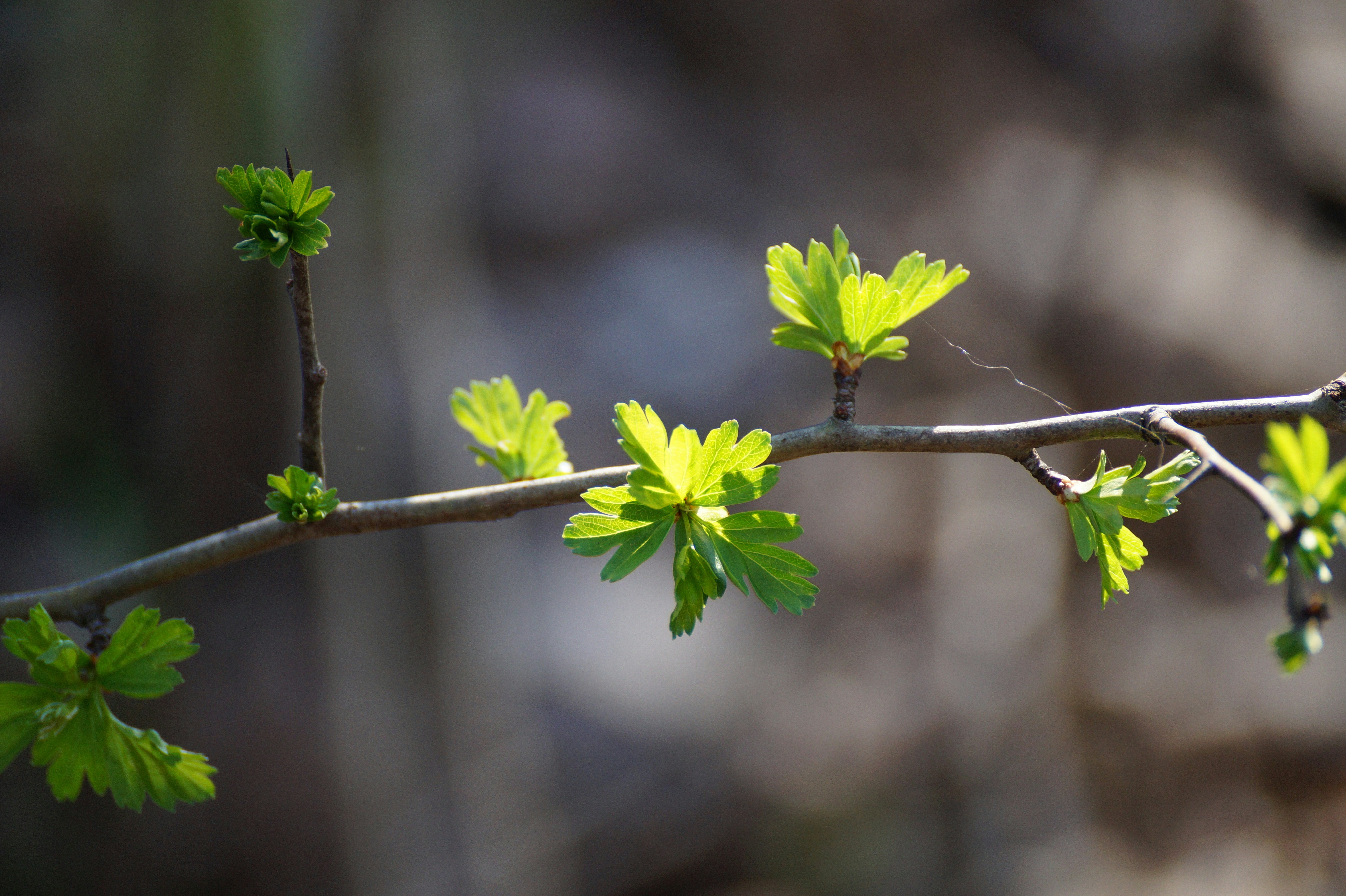 Photo by andras_adam