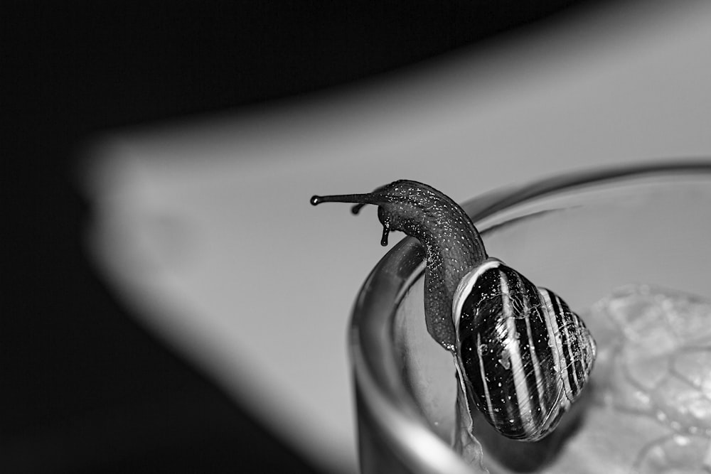 black and white photo of a snail