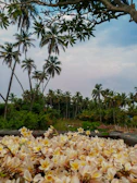 A wide shot of the botanic garden showcasing lush greenery and blooming plumeria trees.