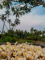 Wide shot of a lush section of the garden showcasing rows of plumeria trees in full bloom.