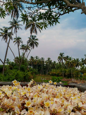 A wide shot of the botanic garden showcasing lush greenery and blooming plumeria trees.