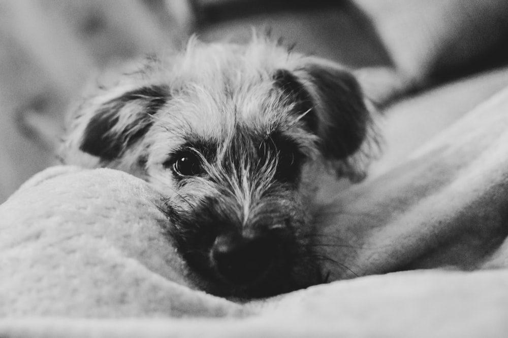 Graustufenfoto eines langhaarigen kleinen Hundes, der auf Textil liegt