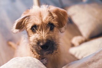 A fluffy dog with curly fur and big eyes gazes attentively at the camera, resting on soft, neutral-toned blankets. The lighting is warm and cozy, highlighting the dog's mischievous yet endearing expression.
