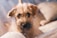 A fluffy dog with curly fur and big eyes gazes attentively at the camera, resting on soft, neutral-toned blankets. The lighting is warm and cozy, highlighting the dog's mischievous yet endearing expression.