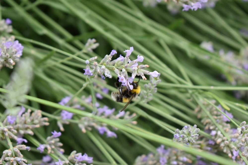 black and yellow bee on purple flower