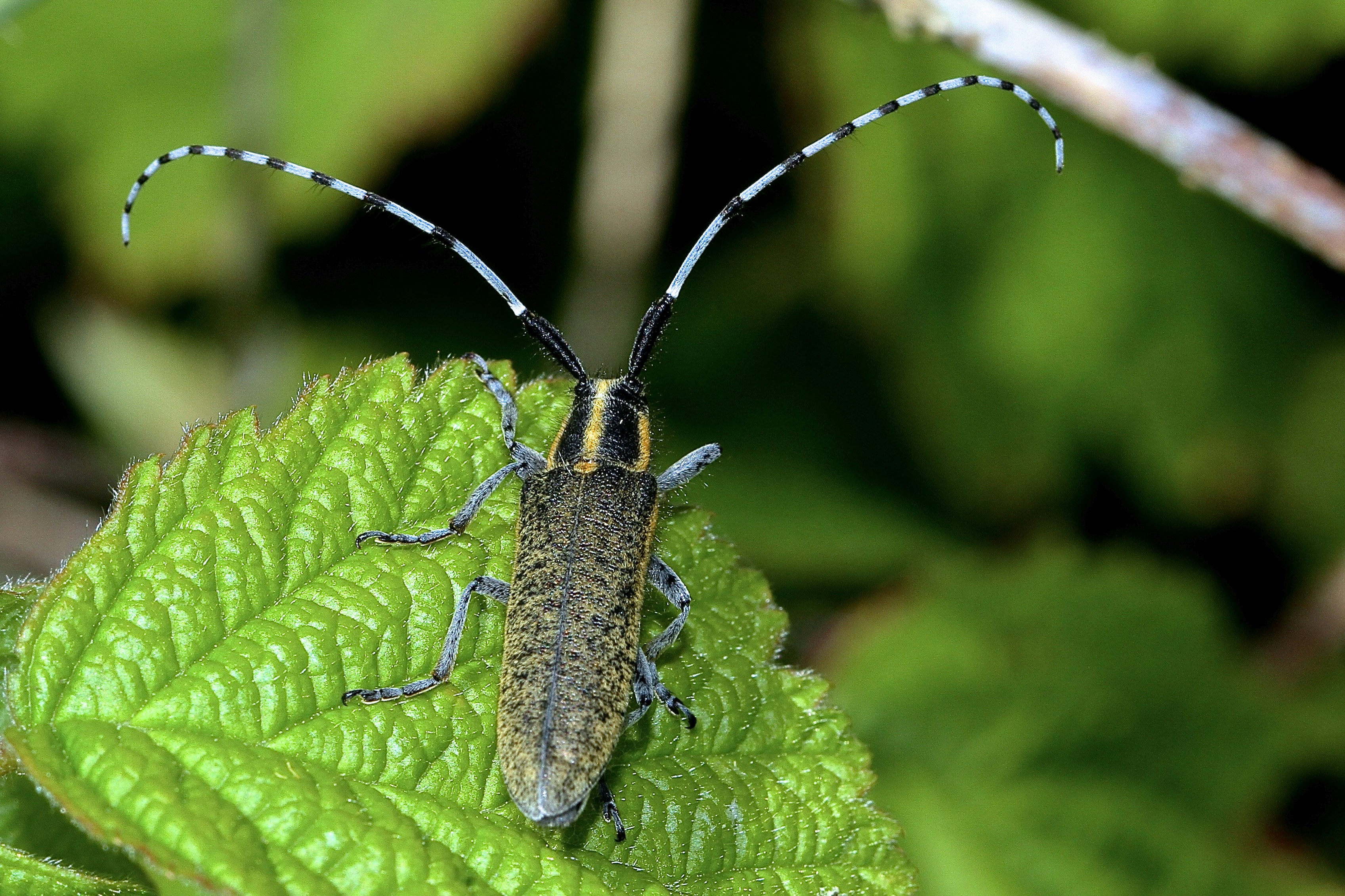 Pseudouroctonus apacheanus