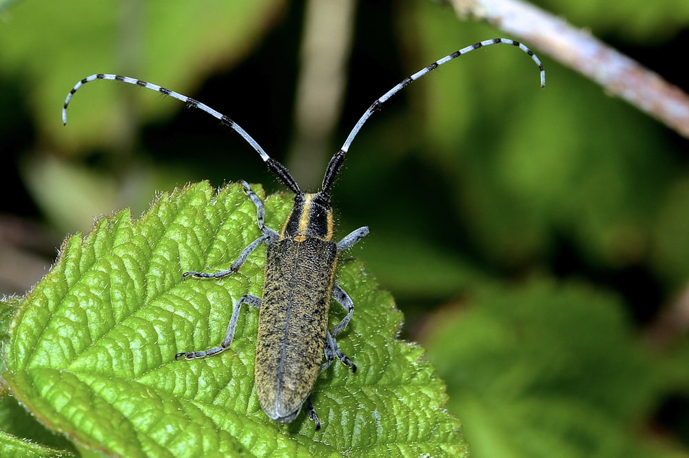 black and brown insect on green leaf