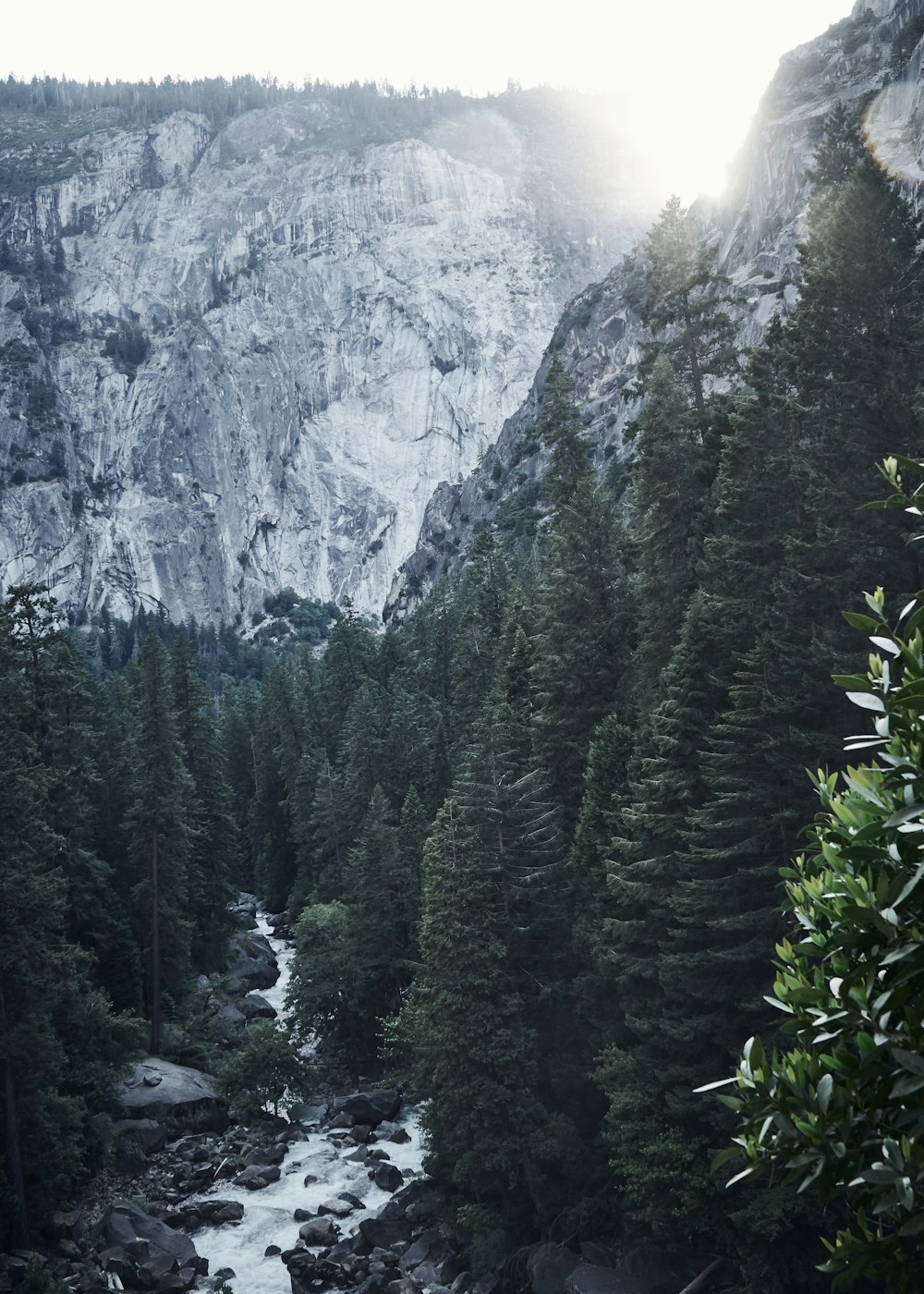 green pine trees near mountain during daytime