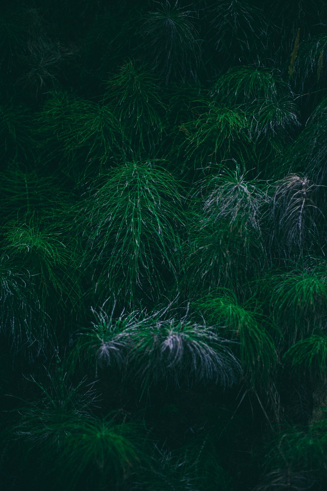 green palm tree during night time